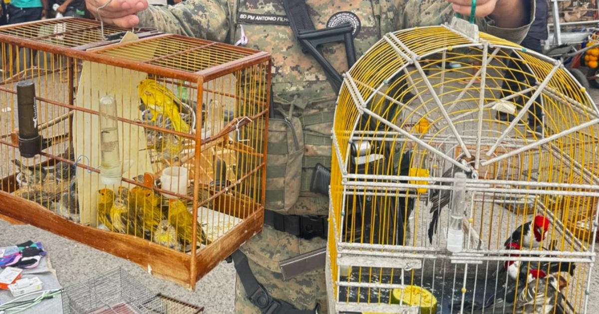 Imagem - Sete homens são detidos com aves silvestres em comércio irregular na RMS