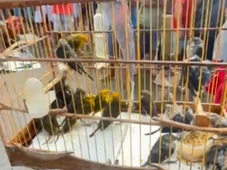 Imagem - Mais de 450 animais silvestres foram resgatados ou entregues voluntariamente na Bahia