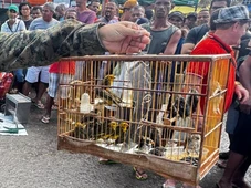 Imagem - Mais de 2 mil aves silvestres foram resgatadas na Bahia em 2025
