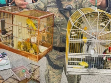 Imagem - Sete homens são detidos com aves silvestres em comércio irregular na RMS