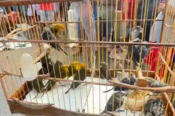Aves silvestres são resgatadas pela PM em Camaçari por Reprodução/COPPA