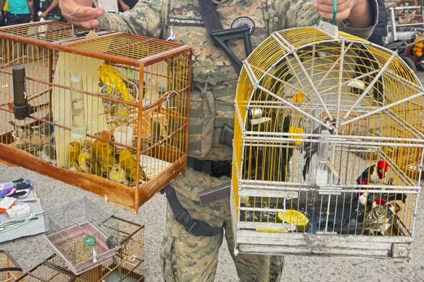 Aves silvestres são resgatadas em Camaçari