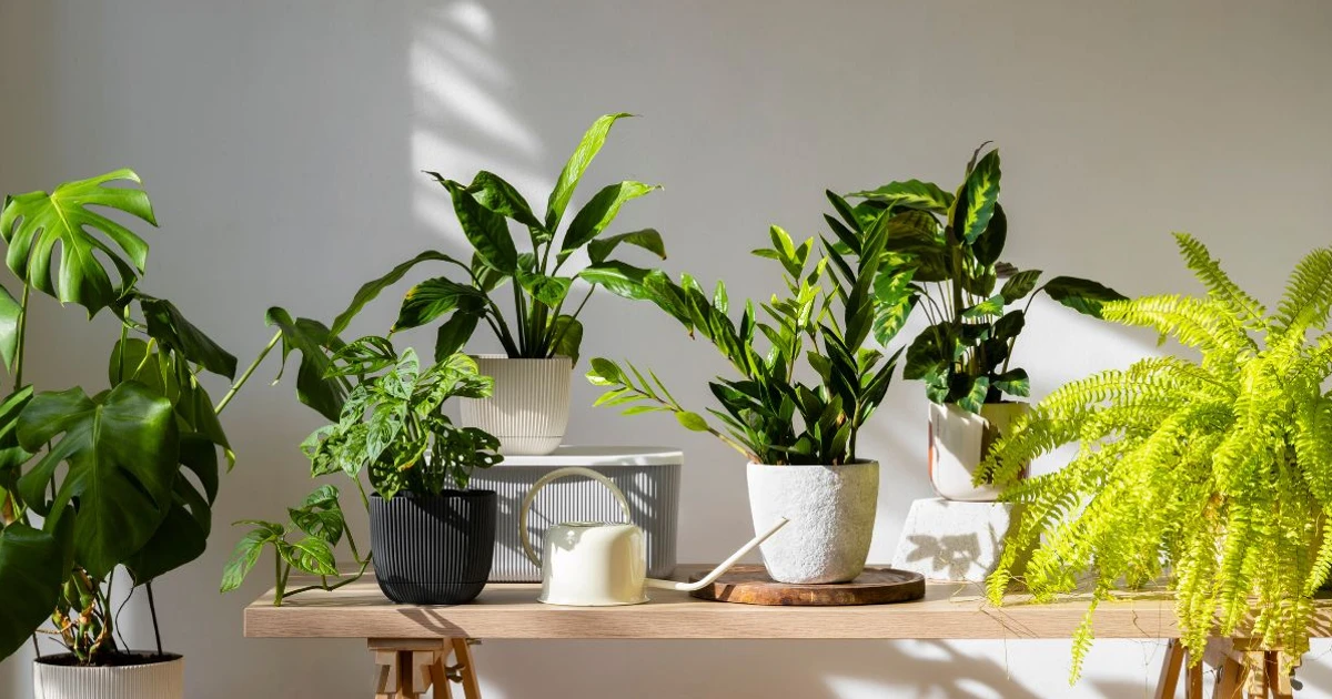 Imagem - Da porta para fora: 4 plantas que o Feng Shui proíbe dentro de casa