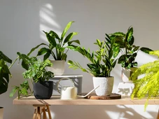 Imagem - Da porta para fora: 4 plantas que o Feng Shui proíbe dentro de casa