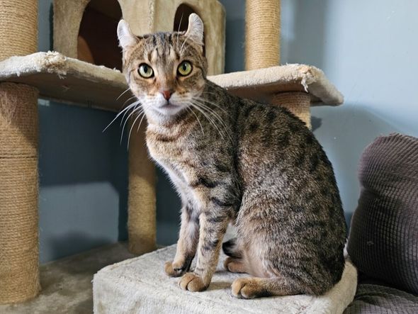 Imagem - 4 características do gato da raça highlander 