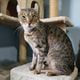 Imagem - 4 características do gato da raça highlander 