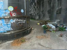 Imagem - Sete gatos pretos são encontrados mortos em Salvador
