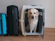 Imagem - Cliente denuncia companhia aérea após negação de transporte de cachorro: 'Descaso'