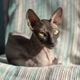 Imagem - 7 cuidados importantes com gatos sem pelos 