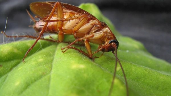 Seu cheiro característico age como um repelente natural contra baratas por Imagem: Banco de imagens