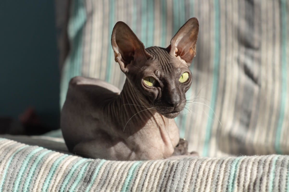 Gatos sem pelos exigem cuidados específicos para evitar problemas de pele (Imagem: Viachaslau Herostratos | Shutterstock)
