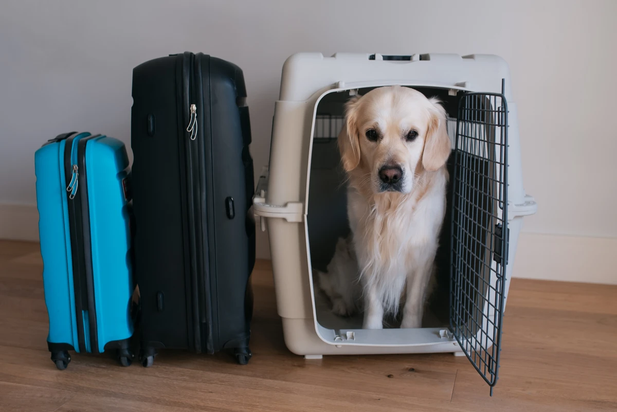 Transporte de animais em aviões (imagem ilustrativa)