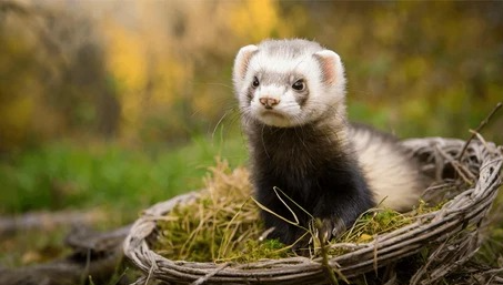  O furão se assemelha muito mais aos gatos domésticos por Reprodução/Shutterstock