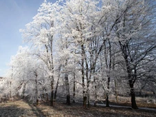 Imagem - Veja 5 árvores que só florescem no inverno