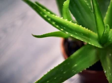 Imagem - A planta que combate o envelhecimento, trata a pele e pode ser cultivada em qualquer lugar