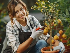 Imagem - 5 árvores frutíferas fáceis de cultivar em vasos dentro de casa