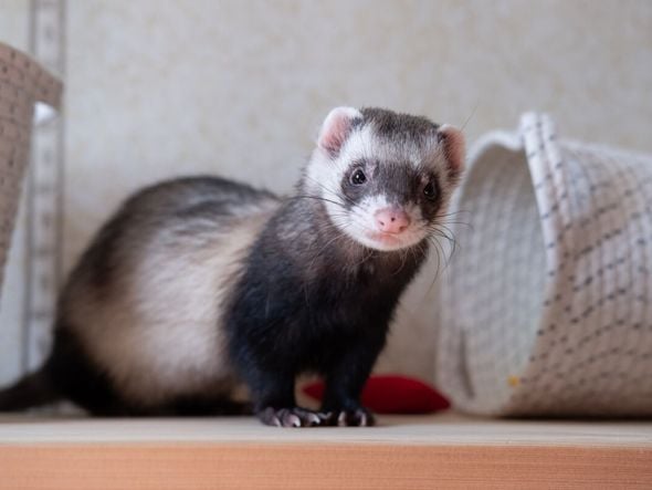 Imagem - Quer ter um furão? Conheça 7 curiosidades interessantes sobre esses animais