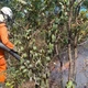 Imagem - Bombeiros combatem incêndios em cinco cidades baianas há mais de 24h