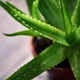 Imagem - A planta que combate o envelhecimento, trata a pele e pode ser cultivada em qualquer lugar