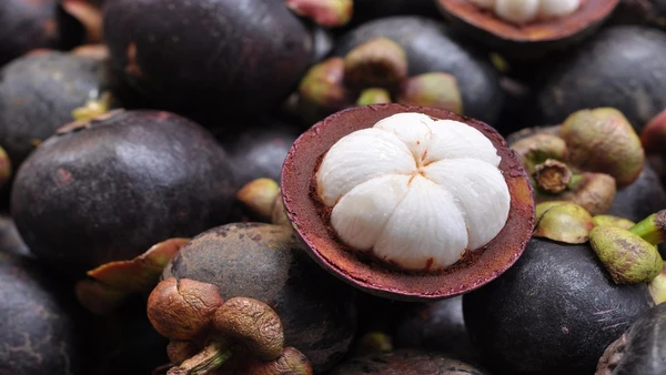 Como o clima influencia no cultivo do mangostão