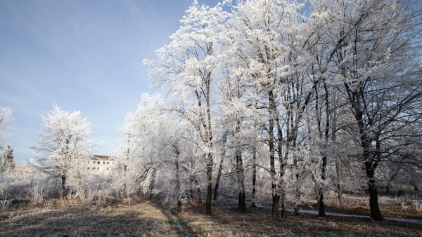 Conheça as flores que deixam o inverno ainda mais bonito