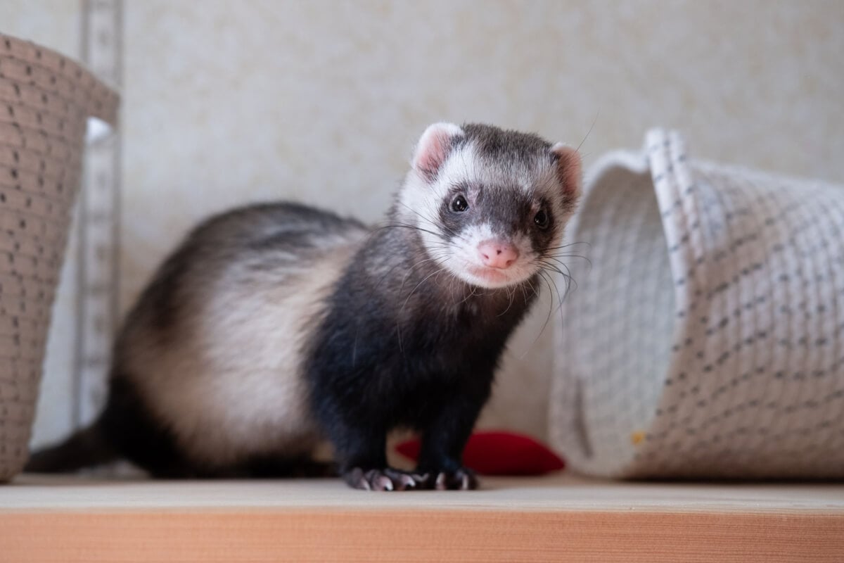 O furão é encantador, mas têm comportamentos únicos e exige cuidados específicos (Imagem: Irina Vasilevskaia | Shutterstock)