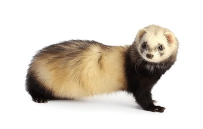 Muita gente não tem ideia do quanto os furões são animais inteligentes e bem desenvolvidos. Isso dá a eles uma grande capacidade de aprendizado por Reprodução/Shutterstock