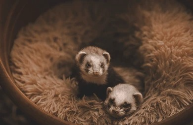 O furão nasce surdo e cego, sendo que esses sentidos vão melhorando conforme o desenvolvimento do animal por Reprodução/Shutterstock