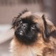 Imagem - Cachorros com o focinho curto: veja 9 raças dos cães braquicefálicos