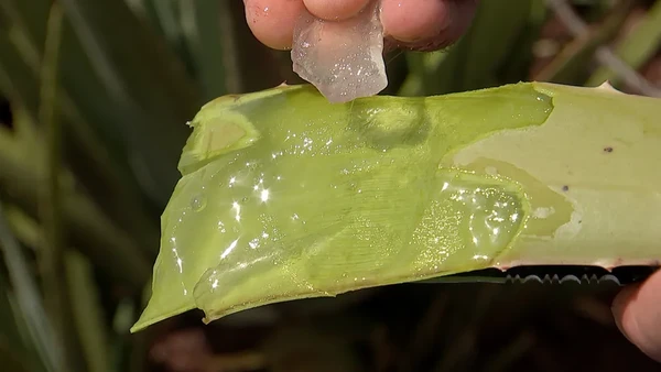 A babosa é uma das opções naturais mais completas na natureza por Reprodução