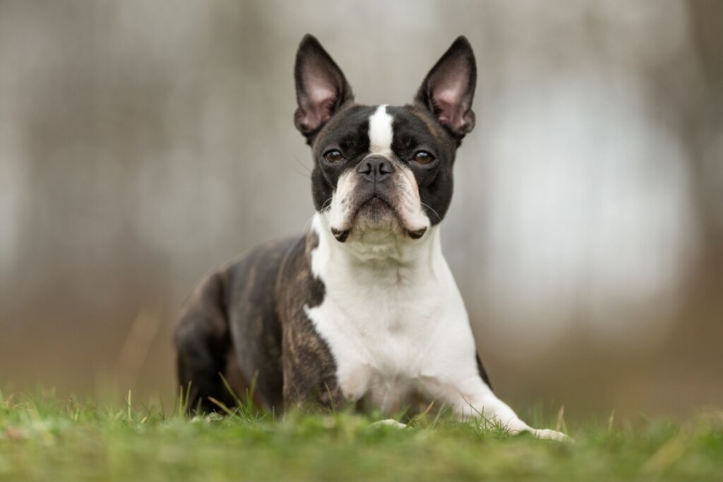 [Edicase]O boston terrier deve ser poupado de atividades físicas em temperaturas elevadas (Imagem: BIGANDT.COM | Shutterstock) por Imagem: BIGANDT.COM | Shutterstock