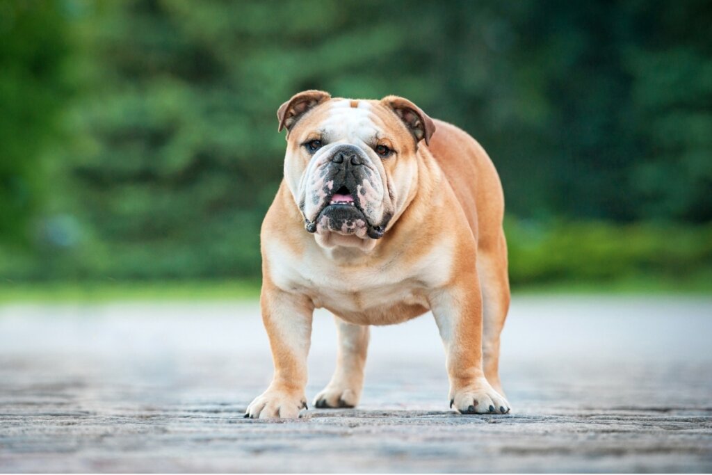 [Edicase]O buldogue inglês ronca com frequência e precisa de um ambiente sempre fresco e arejado para não sofrer com o calor (Imagem: Rita_Kochmarjova | Shutterstock) por Imagem: Rita_Kochmarjova | Shutterstock