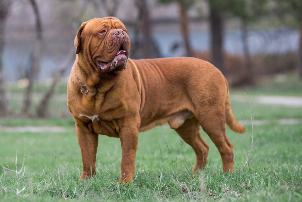 [Edicase]O dogue de bordeauxprecisa de acompanhamento veterinário regular para prevenir problemas respiratórios (Imagem: Daria Shvetcova | Shutterstock)  por Imagem: Daria Shvetcova | Shutterstock