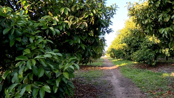 Mangostão ainda é cultivado pequena escala. por TV Gazeta/Reprodução