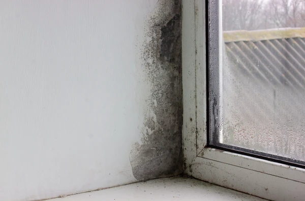 Mofo é mais comum durante inverno por Reprodução | Internet