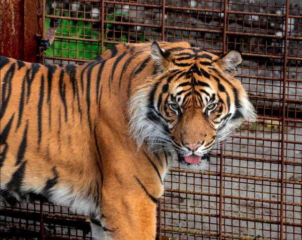 Zoológico por Reprodução | Facebook