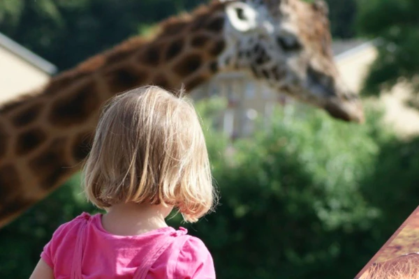 Zoológico fez solicitação atra