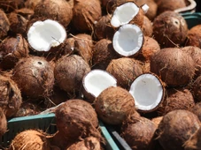 Imagem - Concorrência e falta de políticas: como a Bahia deixou de ser o maior produtor de coco no Brasil