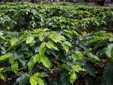 Imagem - Conheça o maior cafezal urbano do mundo, que fica em um bairro de SP