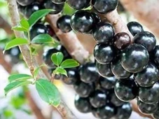 Imagem - Semente de jabuticaba pode ser chave no combate à obesidade, revela estudo da USP
