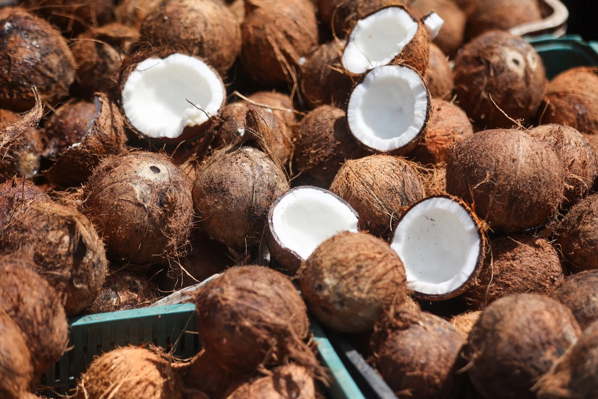 A Bahia deixou de ser o maior produtor de coco do Brasil