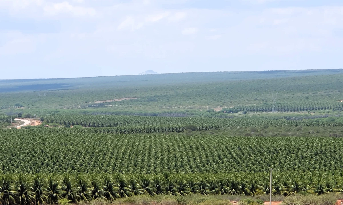 A Bahia deixou de ser o maior produtor de coco do Brasil