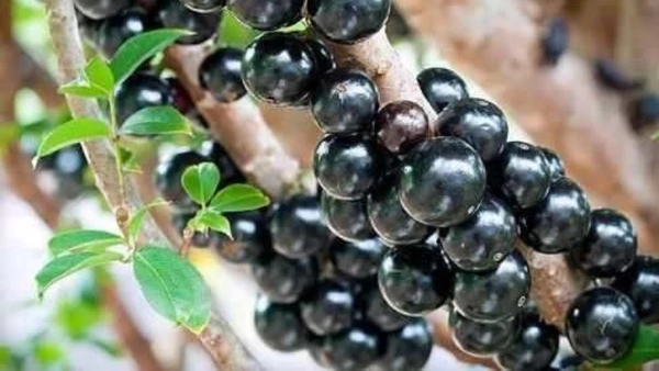 Compostos da semente reduzem inflamação e melhoram metabolismo em testes com animais, aponta estudo