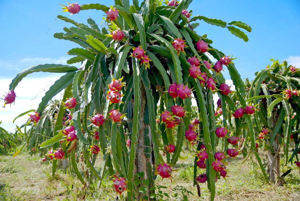 Pitaya por Shutterstock e Reprodução