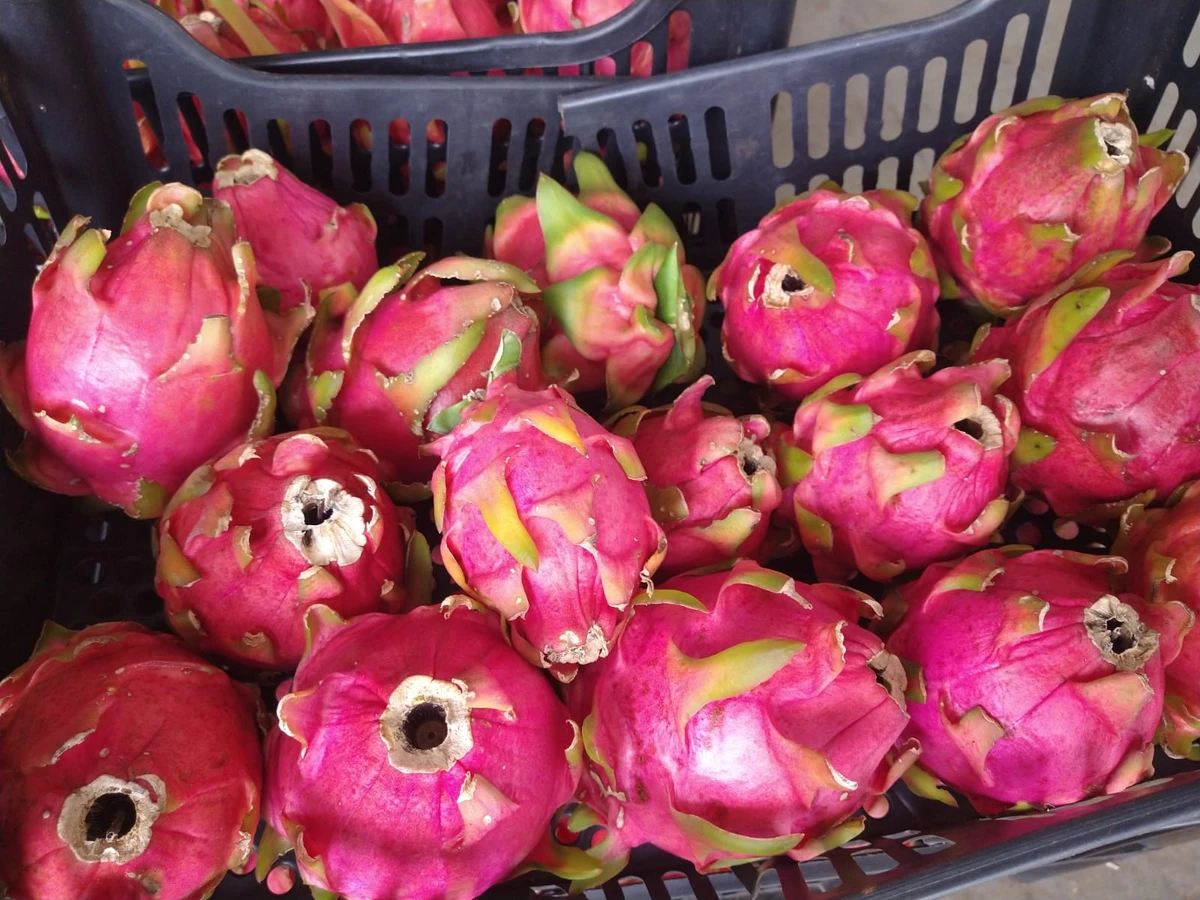 Pitaya por Shutterstock e Reprodução