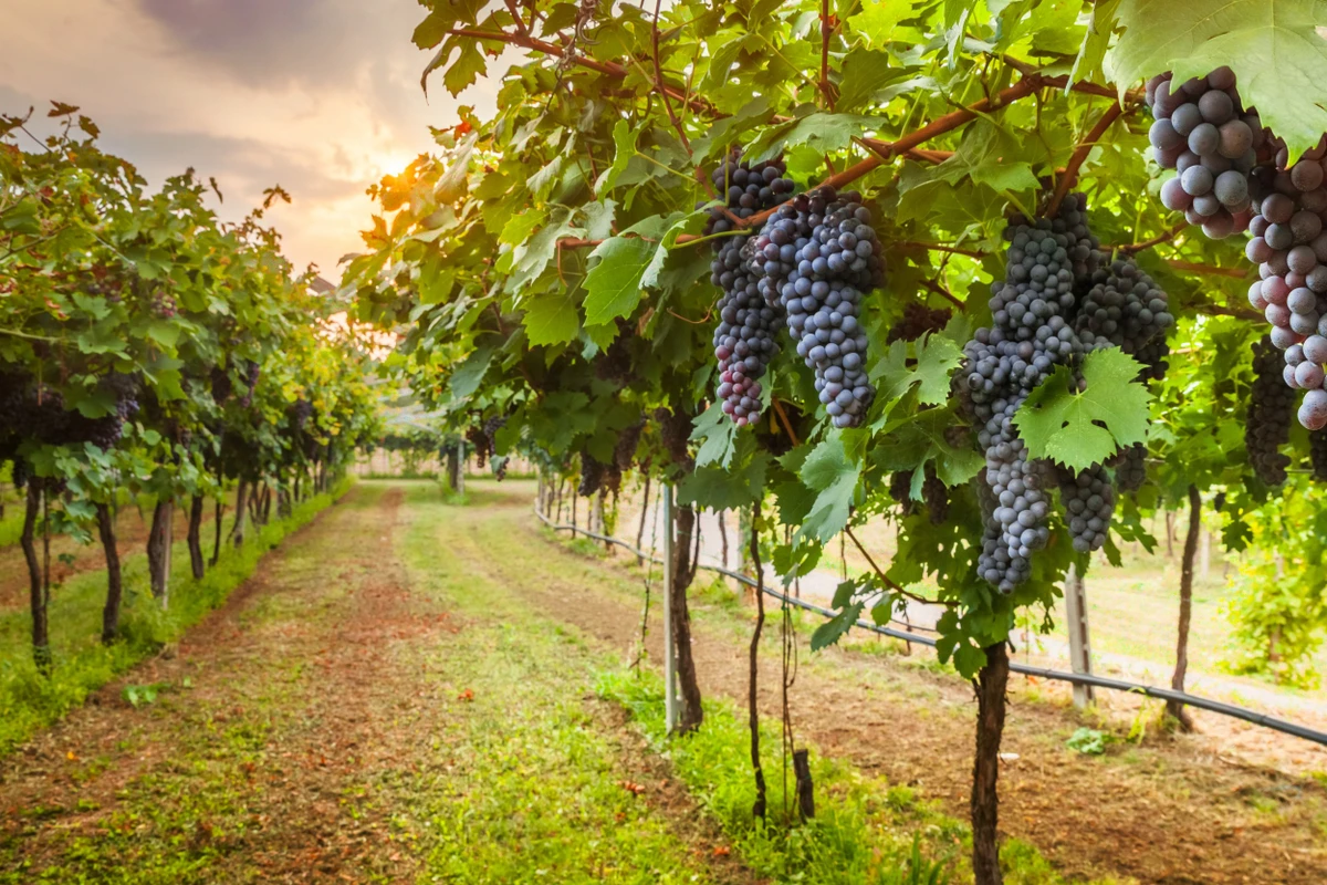 Uva por Shutterstock