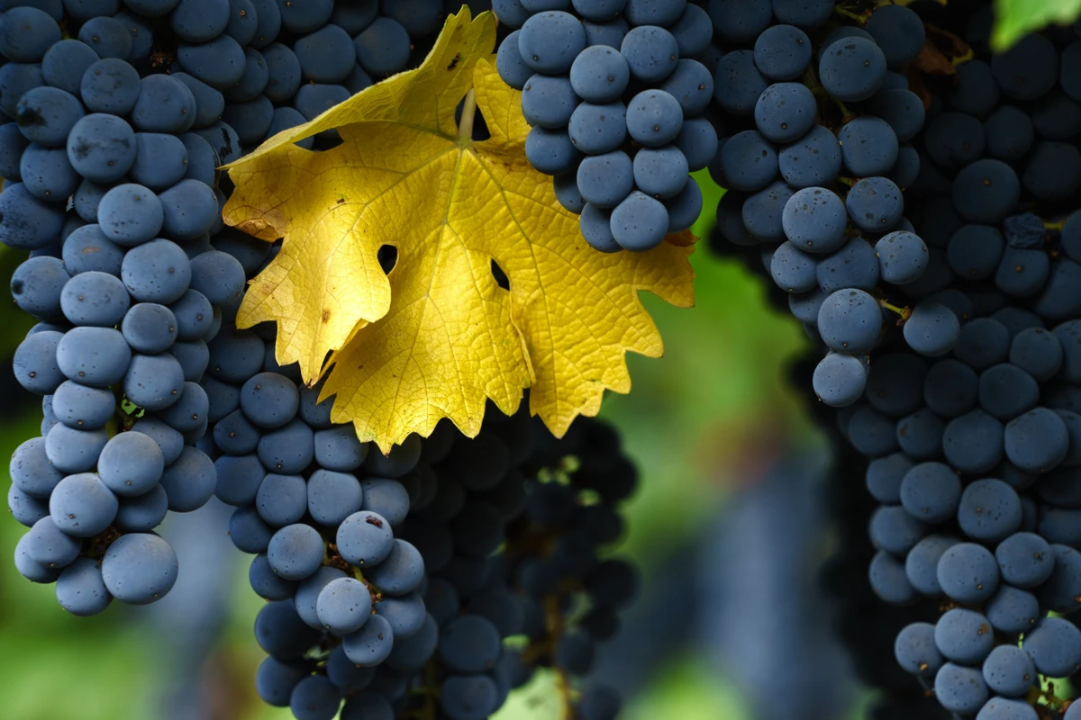 Uva por Shutterstock
