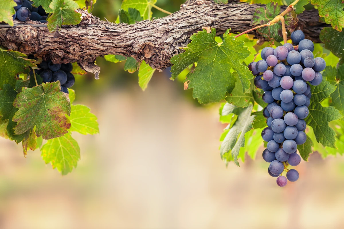 Uva por Shutterstock