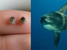 Imagem - O peixe que nasce menor que um grão de arroz e vira um gigante do mar