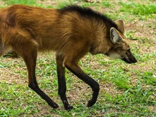 Imagem - Fruta favorita de animal brasileiro pode ajudar a combater câncer grave, revela estudo da USP